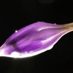 柚子猫在线免费 ahb29vzk